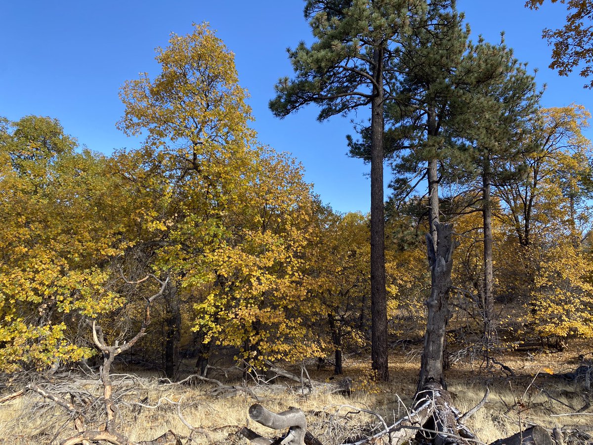Cuyamaca Rancho SP (@cuyamacarancho) on Twitter photo There is no snow in the park.   Just a mix of sun, clouds and fall color. It’s a great weekend to enjoy the park. There is no snow in the park.   Just a mix of sun, clouds and fall color. It’s a great weekend to enjoy the park.