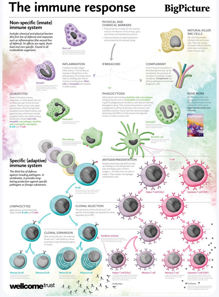 isciverse's tweet image. The immune response
Credit: BigPicture & WellcomeTrust #MedEd #MedX #Immunity #Science #biology