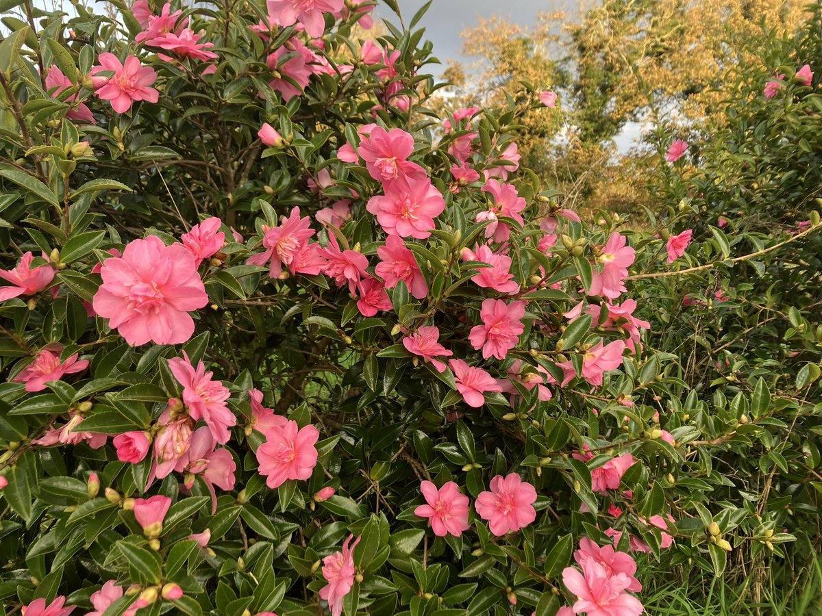stervinoupep's tweet photo. Les Camellias d’automne (=sasanqua) sont en fleurs en ce moment et ils colorent les jardins https://t.co/tIXPwKAXTg