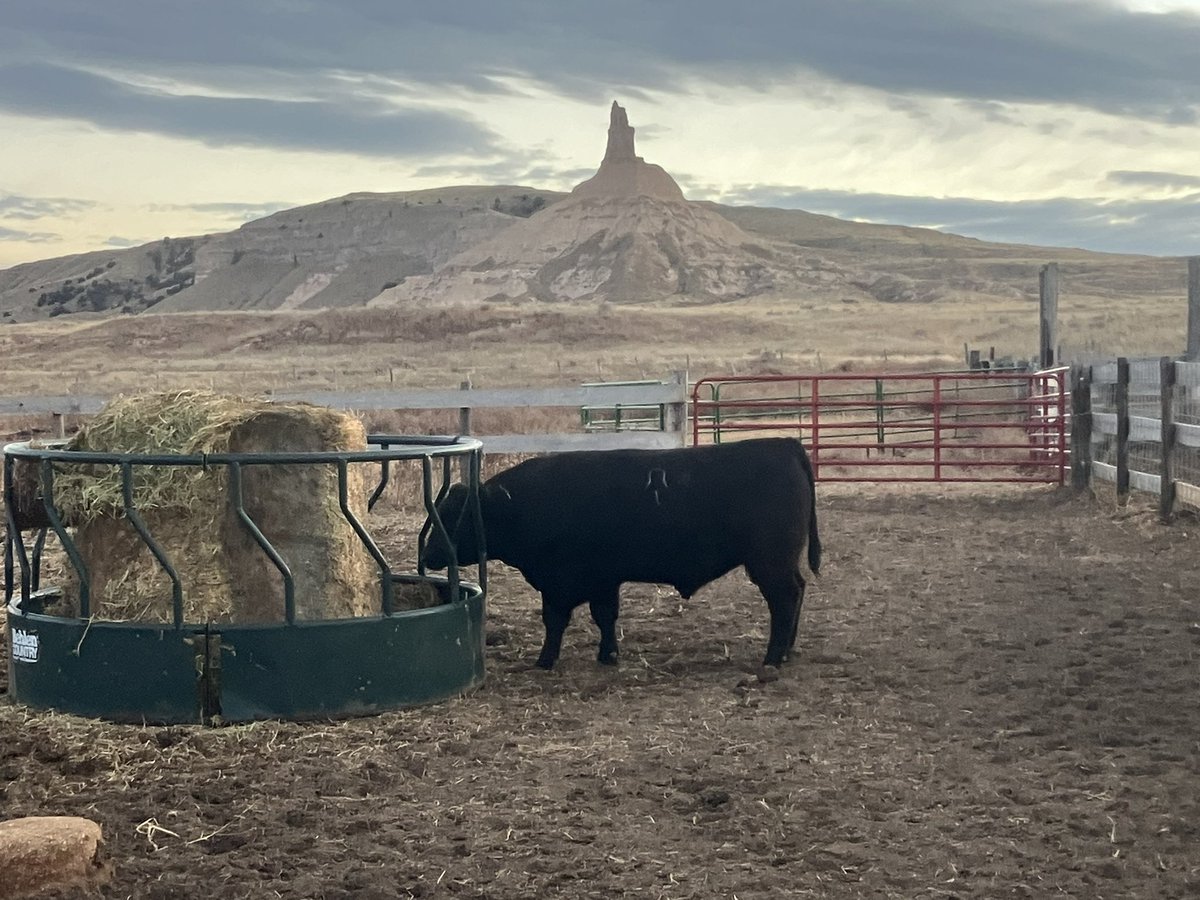 LyleB86419's tweet image. Bull sale today. I know it’s only one sale but the prices were a lot stronger than a year ago.