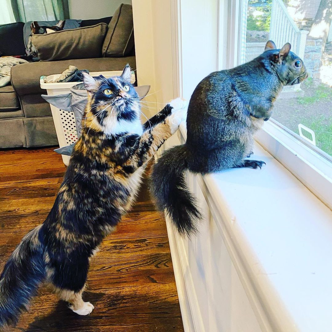 sadkaijuz's tweet image. Yes we do.

$chloe, $pnut's cat sister at 4M.

100M+ on this one is easy.

@peanutchloesol 
8g32ps7JWAL7EDkmBhW49dkUCHRq1Des1Hg8sPSb3ou3
$pnut $chloe $fred