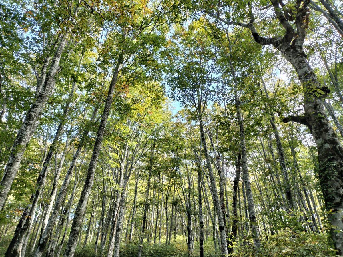 HotakaYari's tweet photo. 昨日の月山登山（山形県）に引き続き、福島県にある磐梯山（八方台ルート）に登って来ました。約５年振りに、やっとリベンジすることが出来ました！残念ながら、眼下に猪苗代湖を見ることは出来ませんでしたが、とても素晴らしい雲海の景色を見ることができました〜（2024.10.13）。#磐梯山 https://t.co/PQZkED434E