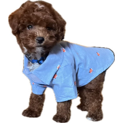 LabriaJay's tweet image. I be missing my Dallas so much when he is left home. #miniturepoodle