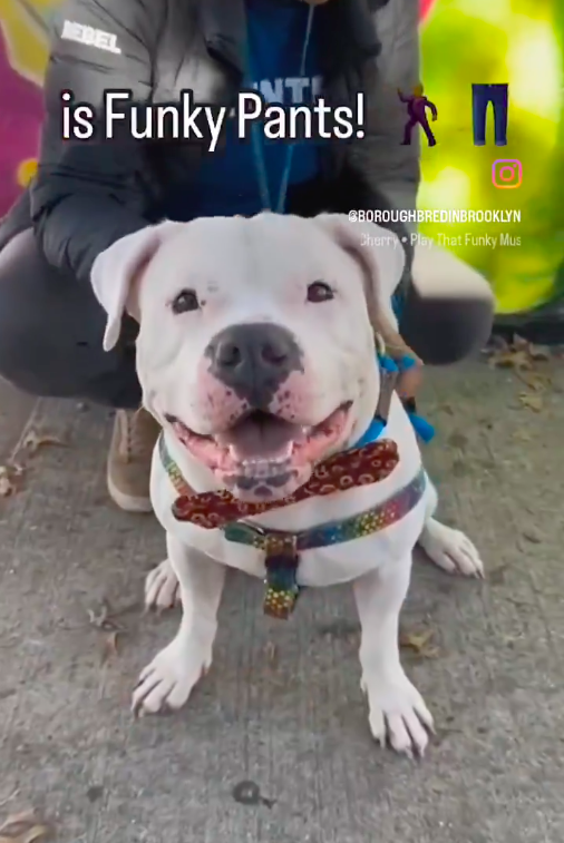 zjnov22's tweet photo. 🦋Funky Pants💕 is 🐕-friendly💫💫 #NY #NYC
💛#Pibble💎 🌠Please consider a trial adoption💖💌
🚨#Manhattan ACC🚨 ✨ID #204304🌟 #NewYork https://t.co/NfJLYdZBaX