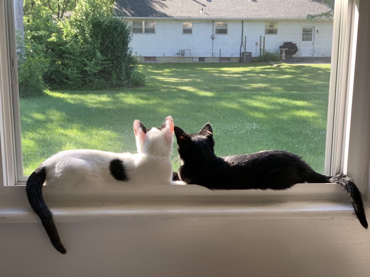 Kitty archives ♡ (@puppierz) on Twitter photo 