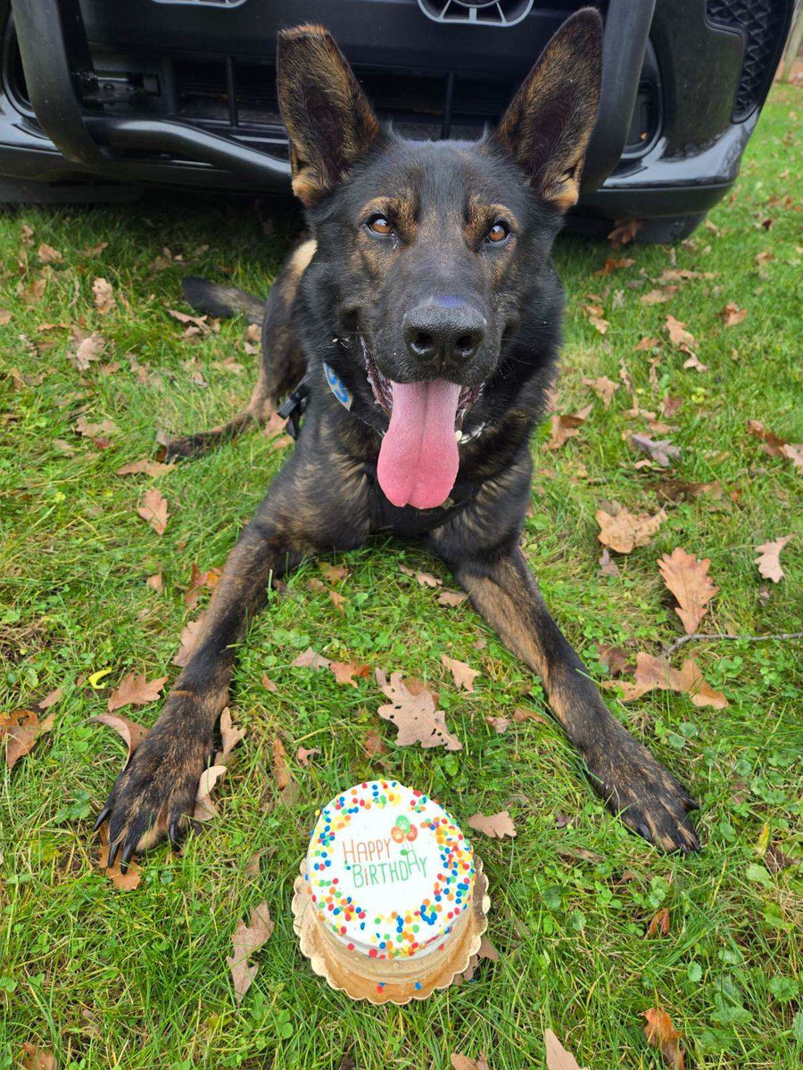 KalPublicSafety's tweet image. 𝗛𝗮𝗽𝗽𝘆 𝟯𝗿𝗱 𝗕𝗶𝗿𝘁𝗵𝗱𝗮𝘆 𝘁𝗼 𝗞-𝟵 𝗔𝗺𝗼𝘀!

Today we celebrate another year of tracks, training, and tail wags. He might be three, but his dedication to keeping our community safe hasn’t aged a day. 

Here’s to more treats and great work ahead! 

#K9Amos #K9 #KDPS