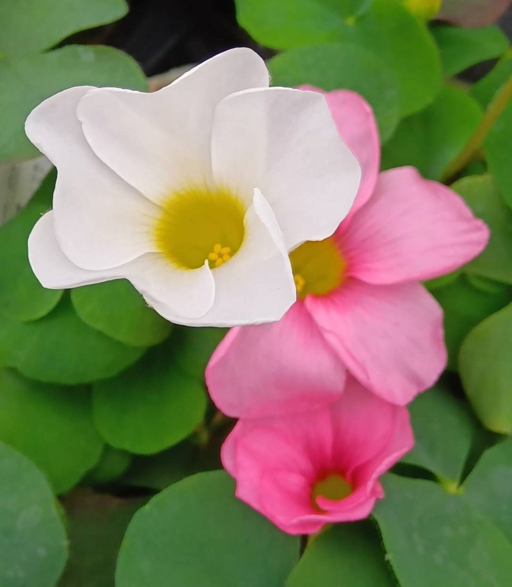 フヨウカタバミ　🩷🤍🩷🤍🩷
原産地　南アフリカ
花期間　10月〜12月 2月〜4月
花言葉　喜び　輝く心　母の優しさ
🩷🤍🩷🤍🩷