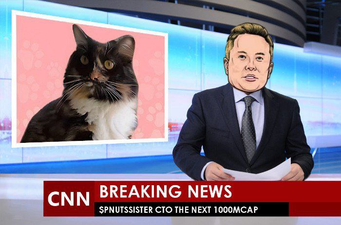 eth_amun's tweet image. Not telling everyone about $Pnut’s sister, $Chloe the cat, is absolutely crazy.

@peanutchloesol #chloe