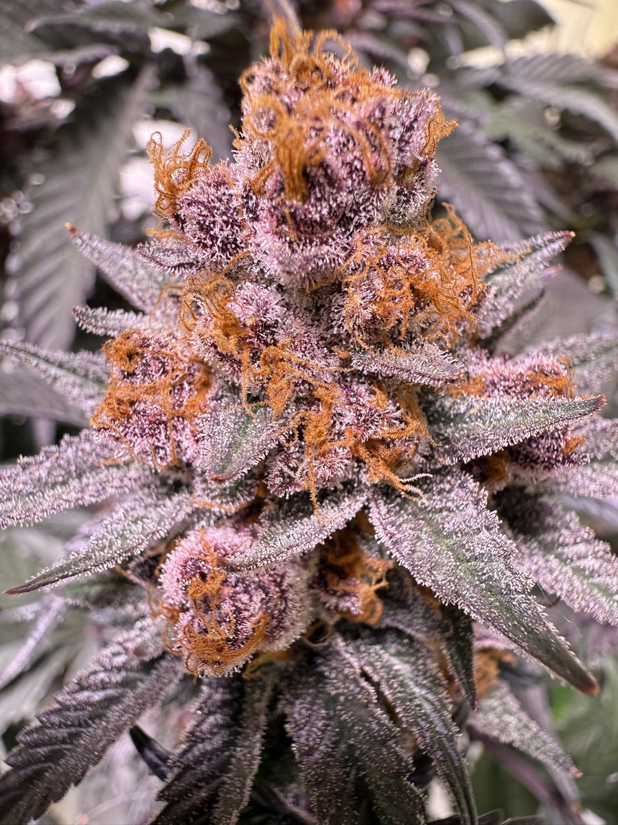 jmo22966085's tweet photo. #PlantGuyCo #ForbiddenJelly, these two plants did not get topped, they got loli popped week middle week 3 grow, 20” tall started 2 weeks later than rest, that’s why they are little stubs, but i lacked on a head stash for myself so this will make up for that. FJ is my personal favorite, very happy with the results , thick fat buds all the way down and a serious oroducer when grown large, next round i’ll be doing a full row. 🪼🪼🪼🪼🪼🪼🪼🪼🪼🤤