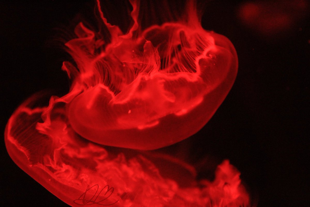 Daia_Mond tweet media