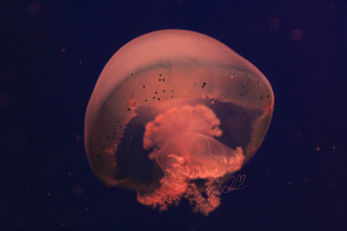 Daia_Mond tweet media