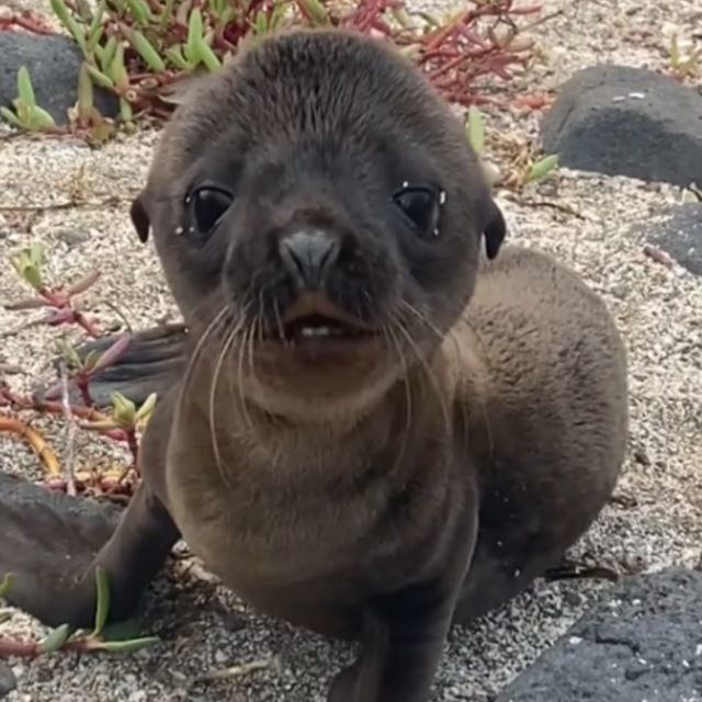 NoxSolville's tweet photo. @shilllin The ticker is $sergio

The Sea Lion 🦭🦭 https://t.co/SJt6aNCX3C