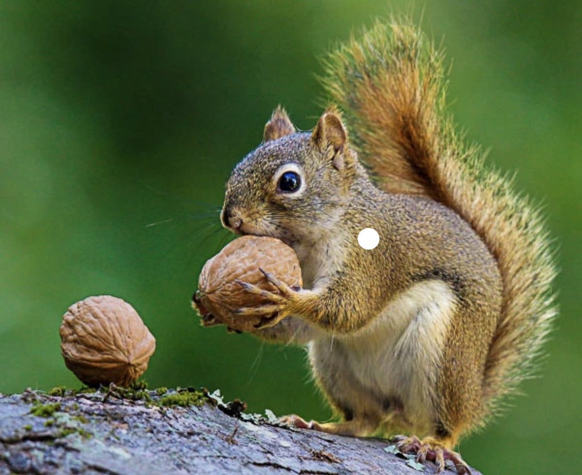 Jeff17747082's tweet photo. @ZssBecker Love squirrel. https://t.co/xMaxGpoW7O