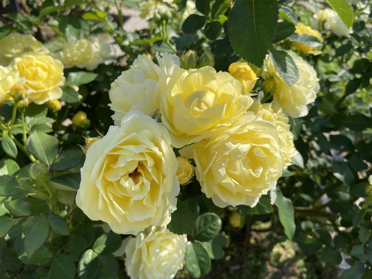 おはようございます🌹✨
今日もよろしくお願いします😃✨
