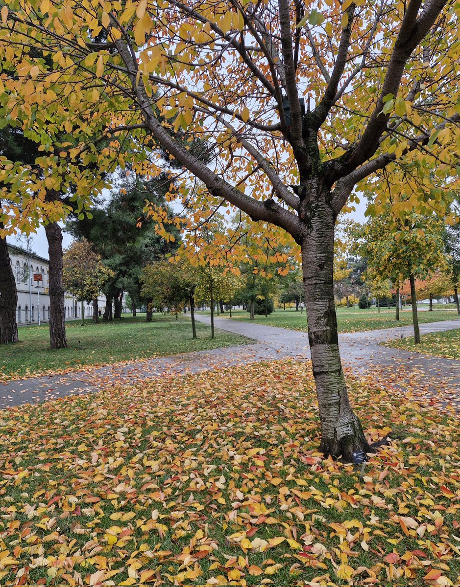 Kampüste sonbahar.