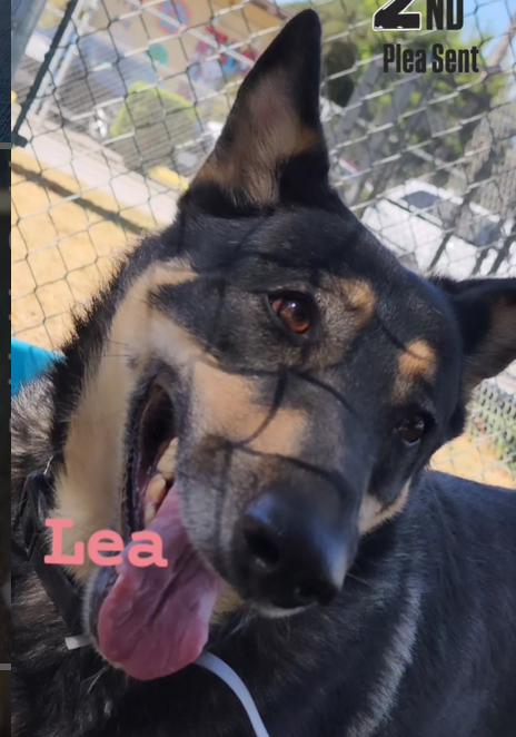 mapleveewesem's tweet photo. 🆘💔🆘Stunning statuesque #gsd is still waiting for a #SoCal hero to whisk her off the Downey #California ACC euth list😢She's a dream - mellow, loving, good with large, calm dogs. Only 3 yo, she's just a little big - 93 lb. Needs adopter or foster ASAP 🙏
info⬇️ #A5657766 https://t.co/Fm40Y6meMP