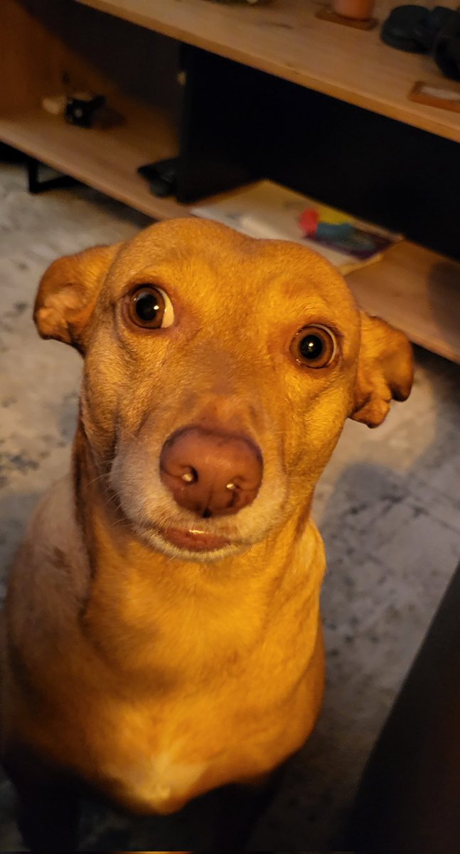 That scrum! My shattered nerves! Come on NZ!  #FRAvNZL