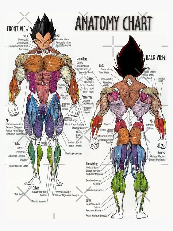 Jefersonnasa_'s tweet photo. Los mejores ejercicios para cada grupo muscular.

Mejora tu fisico con estos ejercicios.

(Guarda esto para cuando vayas al gimnasio o los practiques en casa). https://t.co/MyyO7mP1qn
