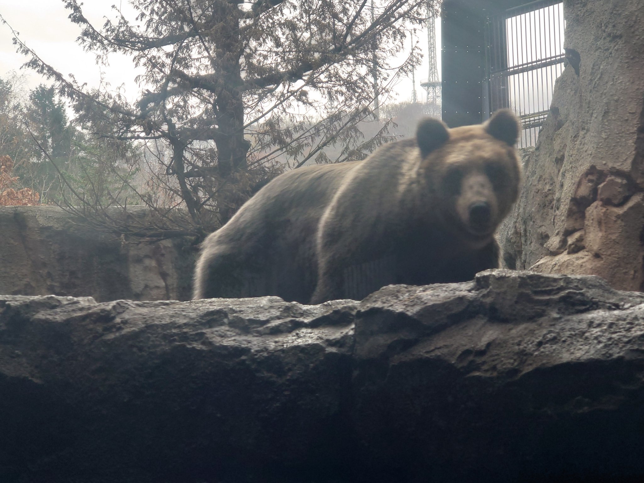 ひぐま - Search / X