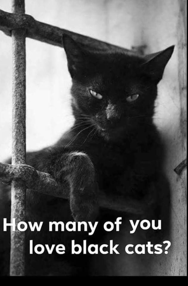 Cats and Kittens tweet media