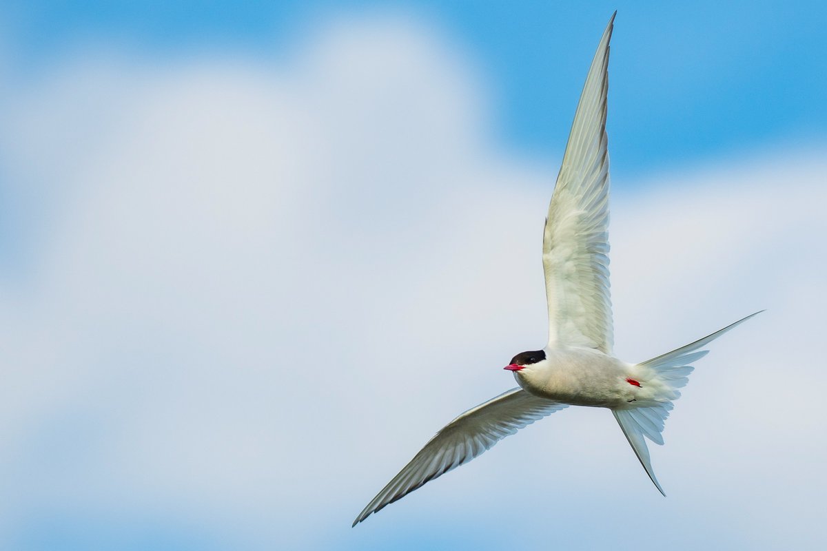 Avui us donem la segona pista! 🔍 A més dels ocells marins, tindrem l'oportunitat de veure i fotografiar el xatrac àrtic (Sterna paradisaea), conegut per la seva migració, la més llarga del món! 🌏✈️
On serà el nostre primer viatge? 🤔🗺️