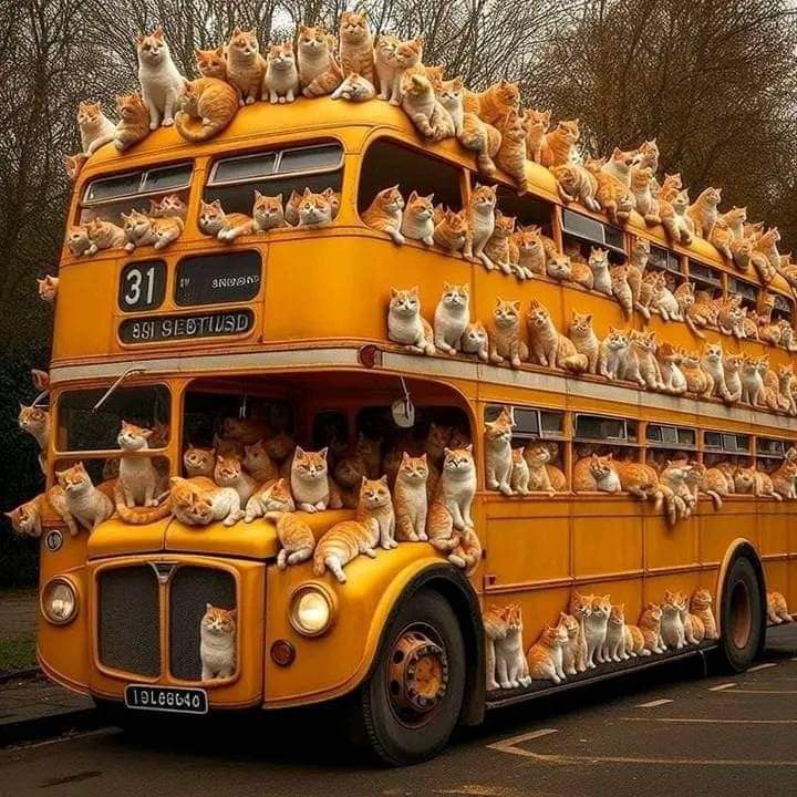 Hay gente que dice que en Twitter nos hemos quedado "cuatro gatos" de izquierdas.
Si aún estáis en el bus y si queréis, citad esto con el hashtag; #YoSoyUnGatoDeIzquierdas , para que sepan que estamos aquí y no nos iremos.💪💪