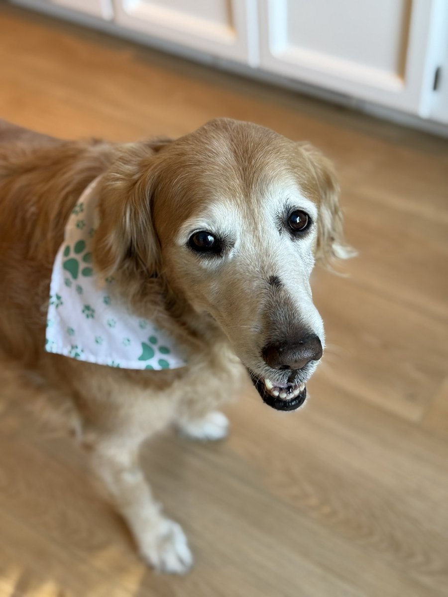 Come find me in other places too: bsky.app/profile/peykem…

Taking the dog with me.