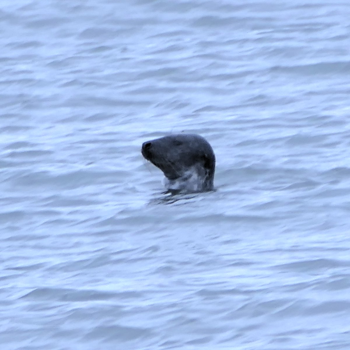 thremnir's tweet photo. Grey Seal at #Seafield today. It checked out all the boats in the harbour - maybe looking for somewhere cosy to haul out for a kip. https://t.co/JLPCO8KFW9