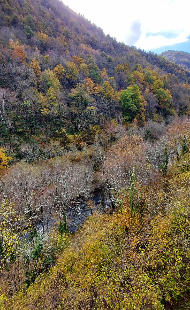 sendadelhayedo's tweet photo. Uno de los mejores bosques mixtos cantábricos de la provincia de León.
Un lujo bordearlo siempre que bajo al pueblín.
#leonesp
#riosil https://t.co/zWIeM6eoX2