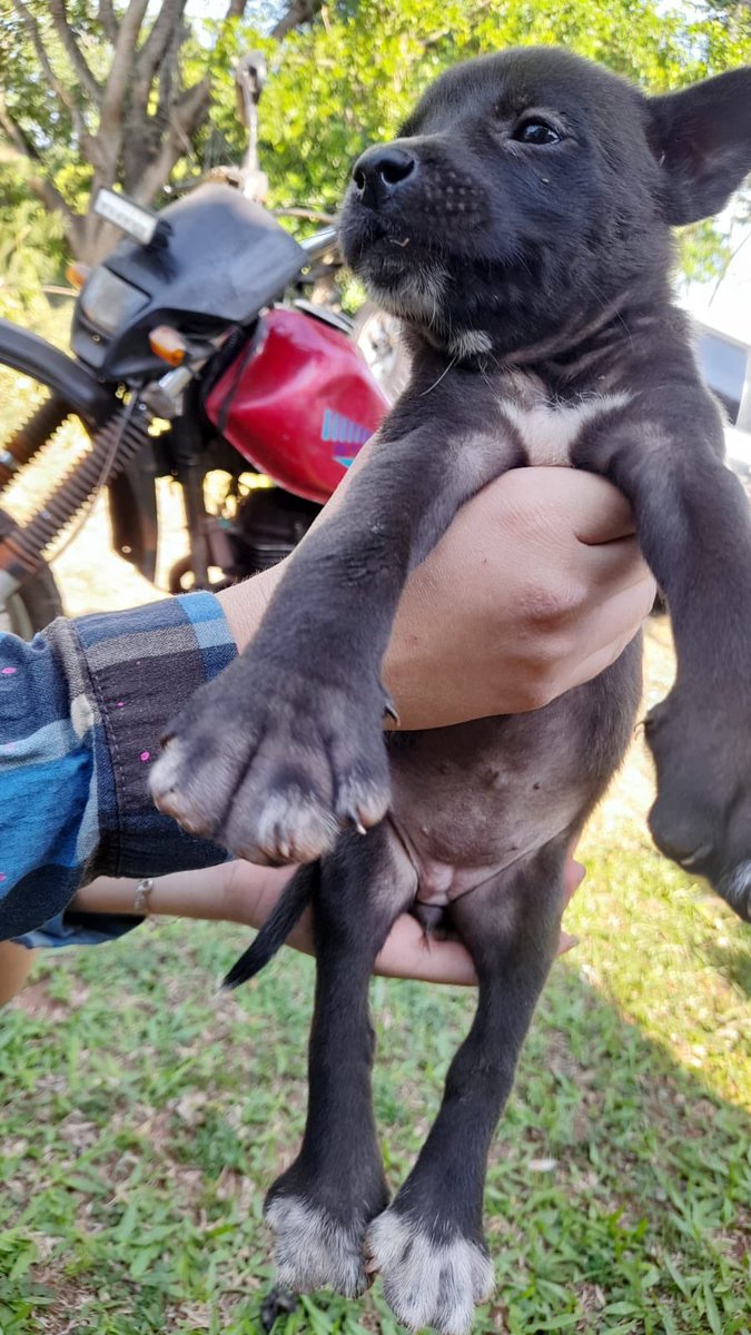 adrianaort_'s tweet image. 🆘Buscamos padrinos que nos ayuden🙏🏻
Son 4 hembras que fueron abandonadas hoy, están con pique deben ser desparasitadas y recibir un baño medicado. Estaban con un golpe de calor 💔
Por favor, si quieren ayudar o adoptar contactar al 0976264095 
Alias 5639606
Ayúdanos 😭🙏🏻