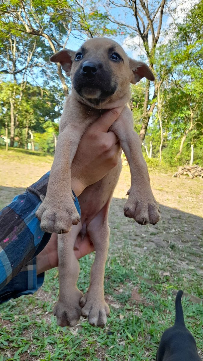 adrianaort_'s tweet image. 🆘Buscamos padrinos que nos ayuden🙏🏻
Son 4 hembras que fueron abandonadas hoy, están con pique deben ser desparasitadas y recibir un baño medicado. Estaban con un golpe de calor 💔
Por favor, si quieren ayudar o adoptar contactar al 0976264095 
Alias 5639606
Ayúdanos 😭🙏🏻