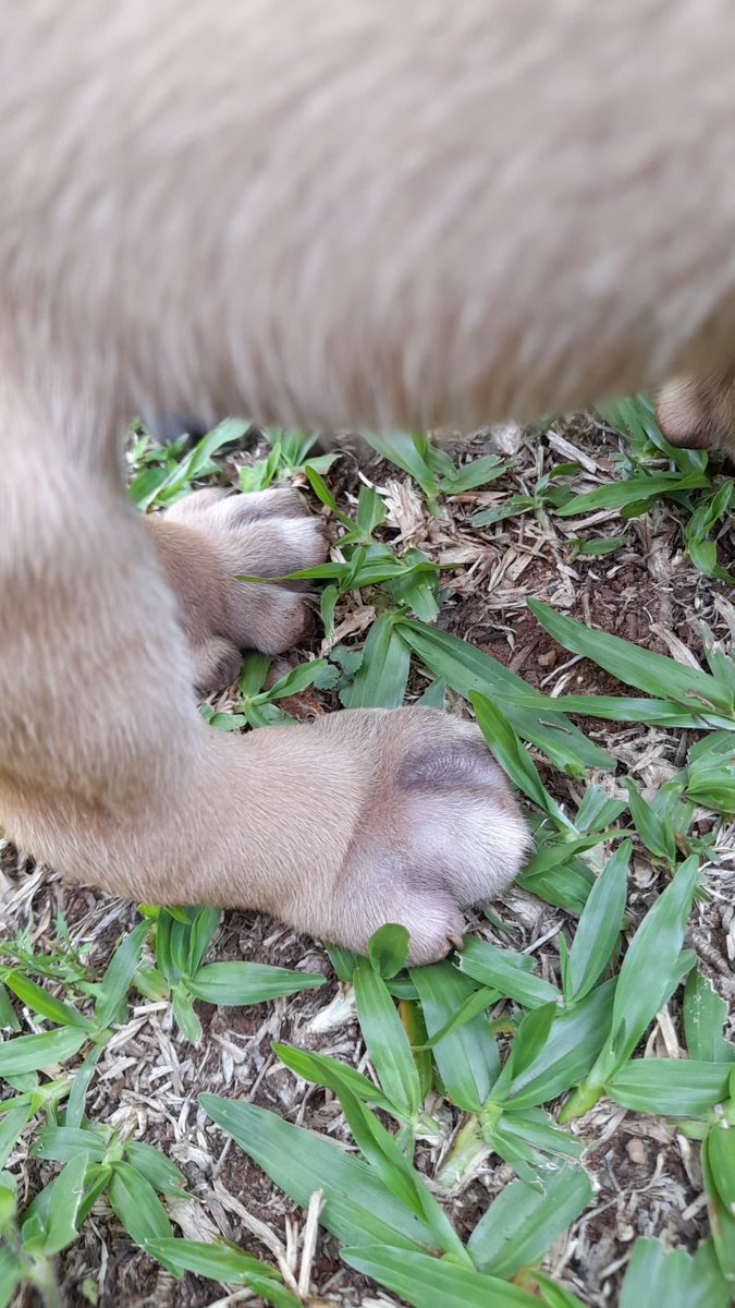 adrianaort_'s tweet image. 🆘Buscamos padrinos que nos ayuden🙏🏻
Son 4 hembras que fueron abandonadas hoy, están con pique deben ser desparasitadas y recibir un baño medicado. Estaban con un golpe de calor 💔
Por favor, si quieren ayudar o adoptar contactar al 0976264095 
Alias 5639606
Ayúdanos 😭🙏🏻