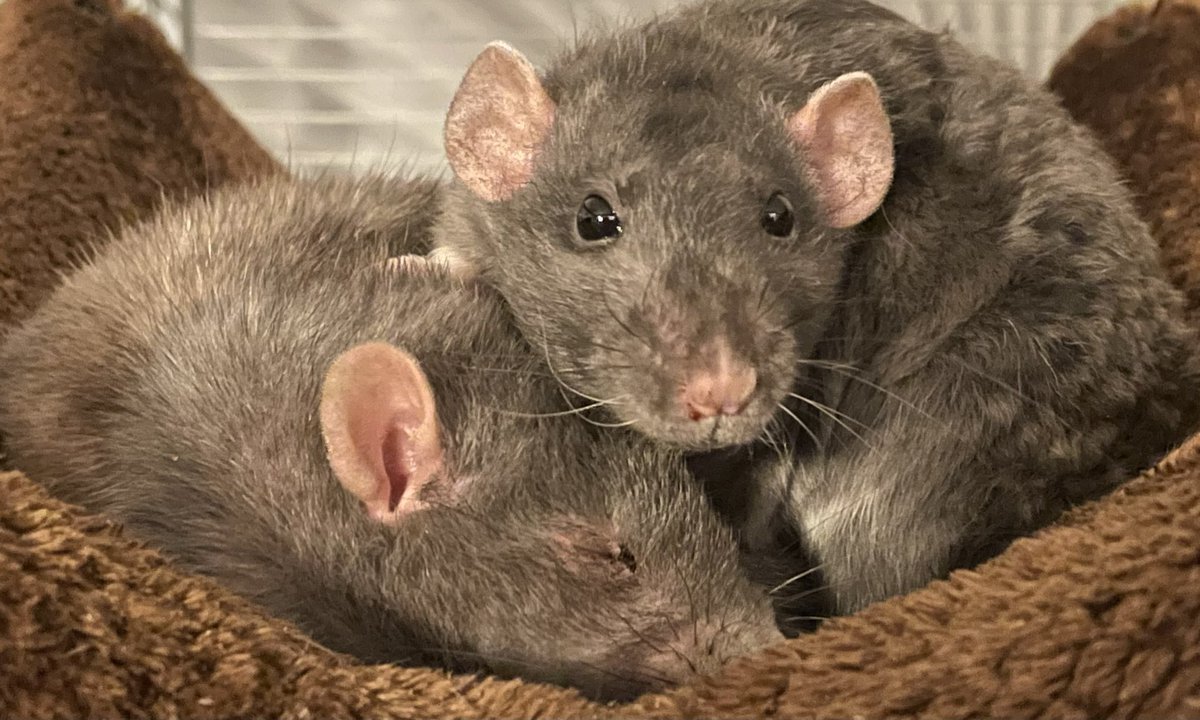 Kaya (@kayabarrows) on Twitter photo 