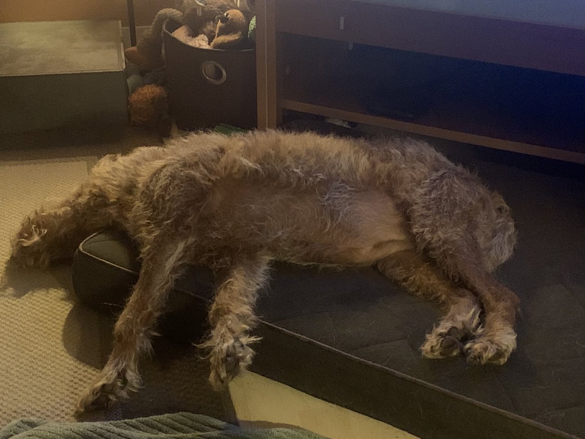 DublinIrishPup's tweet photo. #SaturdaySituation post lots of #zoomies yesterday 🥱😴 it’s cold and wet here today but this is 🐾fect pals ❤️ https://t.co/91aJOHGIY0