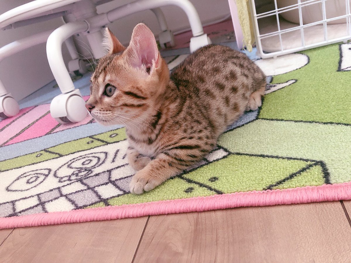 MITO_HITO's tweet photo. だんだん食べ方とか遊び方がワイルドになって来たよ〜！警戒心つよつよだけど慣れて来たのか近づくとずっとゴロゴロ喉鳴らしててかわいい https://t.co/CLGAyoPZ6q