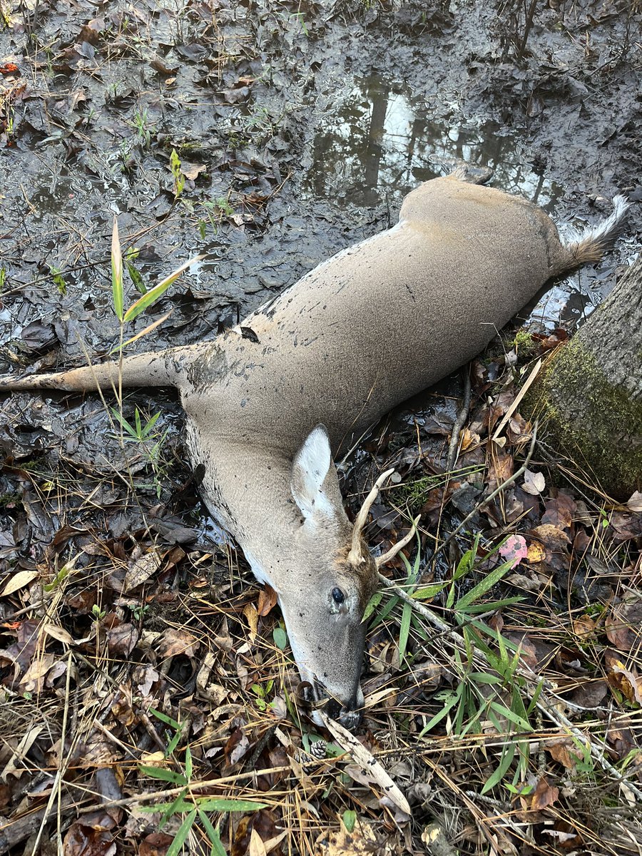 jonhuff1's tweet image. Nothing record breaking, but it’s always good to be in the woods with your boy!!
#fatherson #intentionalfathers #deer #hunting
