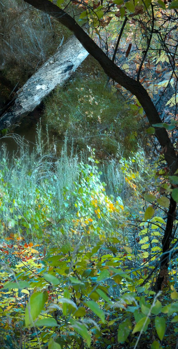 snnylna's tweet photo. An iris of the woods, held by autumn’s gaze. https://t.co/IT9t3CT40w
