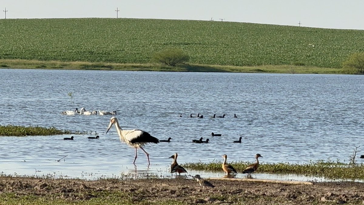 Cigüeña blanca en Soriano, según busque no es común verla por estos lares <a href="/Uruguay_Natural/">Uruguay Natural</a> #aves