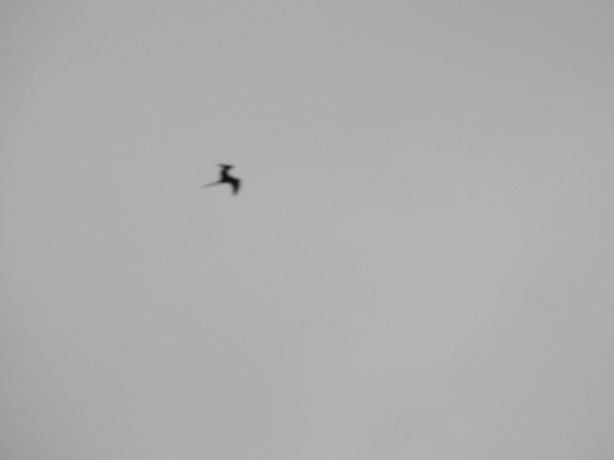 Austins.moths tweet media