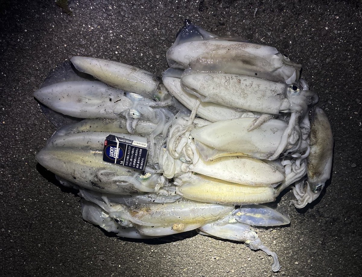 Matchan_Kitchen's tweet image. ふー太郎釣りすぎ問題🦑
@c8iP2P2yp4LI6sX