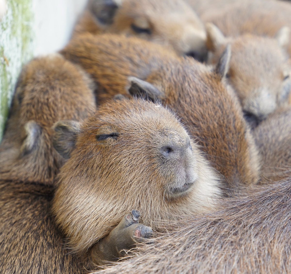 おはようございます（寝てる）

#カピバラ