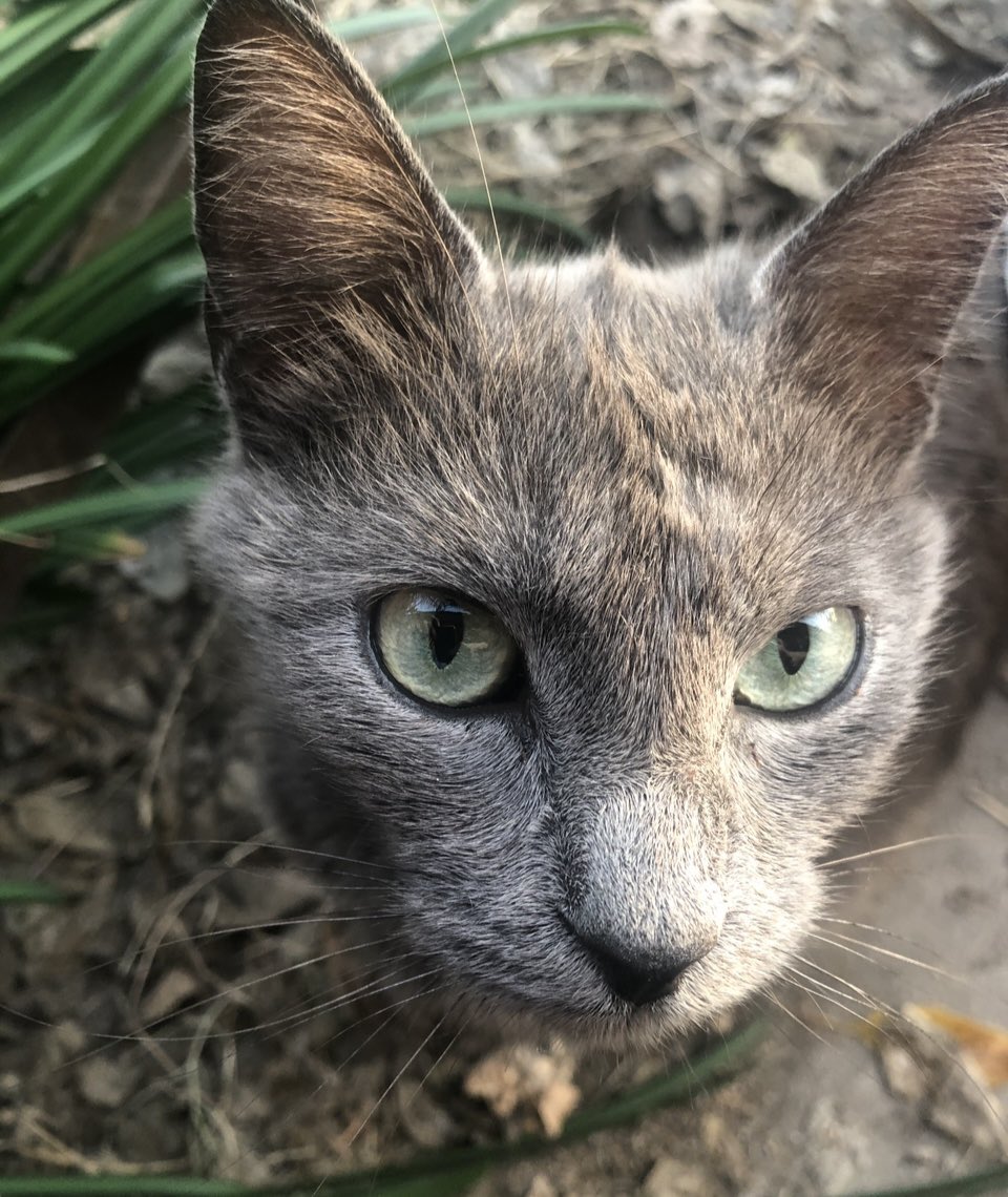 Still no sign of our missing Miss Pearl :’(
50 hours.