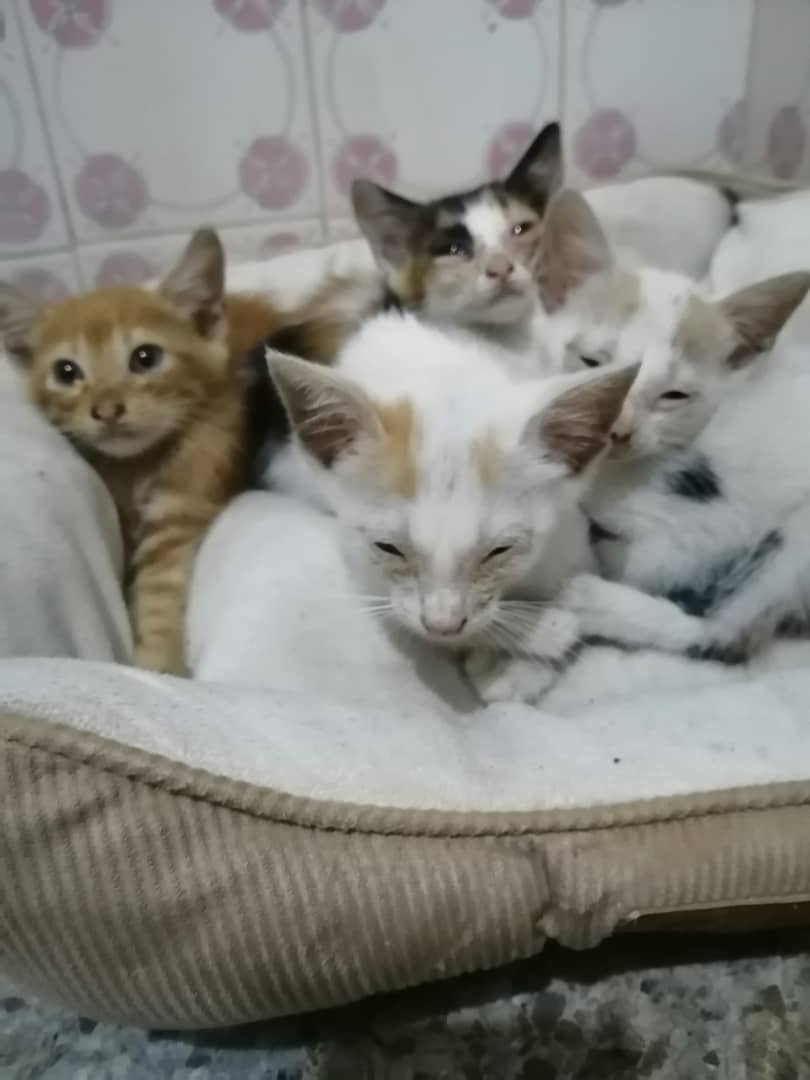 ᖇOᑕíO ᑕᗩᘔᗩᒪ tweet media