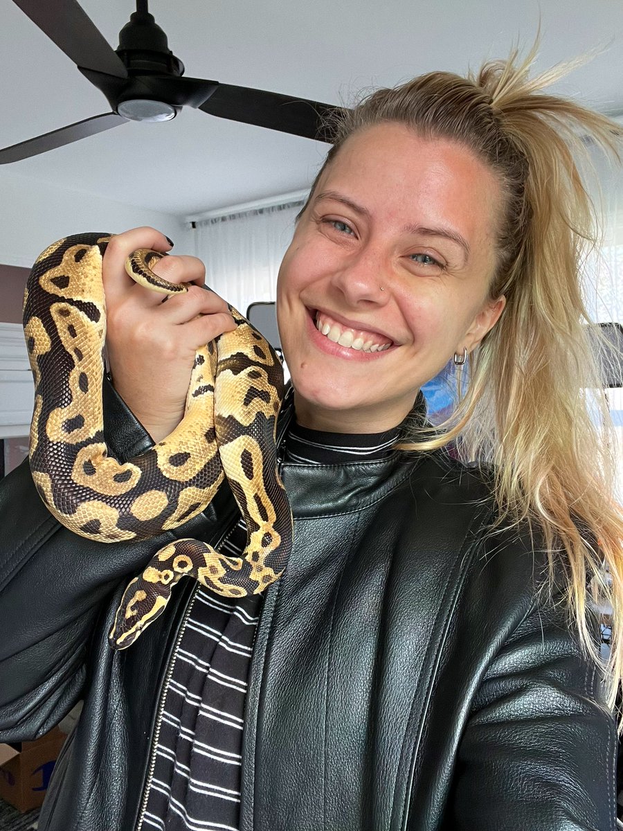 NoisyButters's tweet photo. It's not often that I'm open about intense IRL stuff goin on, but my pet snake Po has had some serious health issues the past two weeks.

Started with noticing a bulge in his tail, took him to the vet and he was swollen w fluid (??? VERY weird for a snake) and there was an odd object that showed up in the x-ray. We drained 57ml of fluid.

After some more tests, it was apparent that he needed to be rushed into surgery ASAP or else he wouldn't see his next birthday. We thought it was a mass attached to his kidney, but once we got in, thank GOODNESS the mass wasn't attached and it was removed with both kidneys staying intact! A MIRACLE.

He is now all stitched up and safely home ❤️ HUGE shoutout to @ugavetmed for taking such good care of him and treating him like the king he is every step of the way. The vets got attached to Po too :')

Still waiting on results for what the mass is, but I'm just so happy lil man is okay. 🐍❤️ He's been handling all this like a champ.

More pics over on his Twitter if yall ain't squeamish! @PoSnek He'll also be off stream for a bit until he recovers.