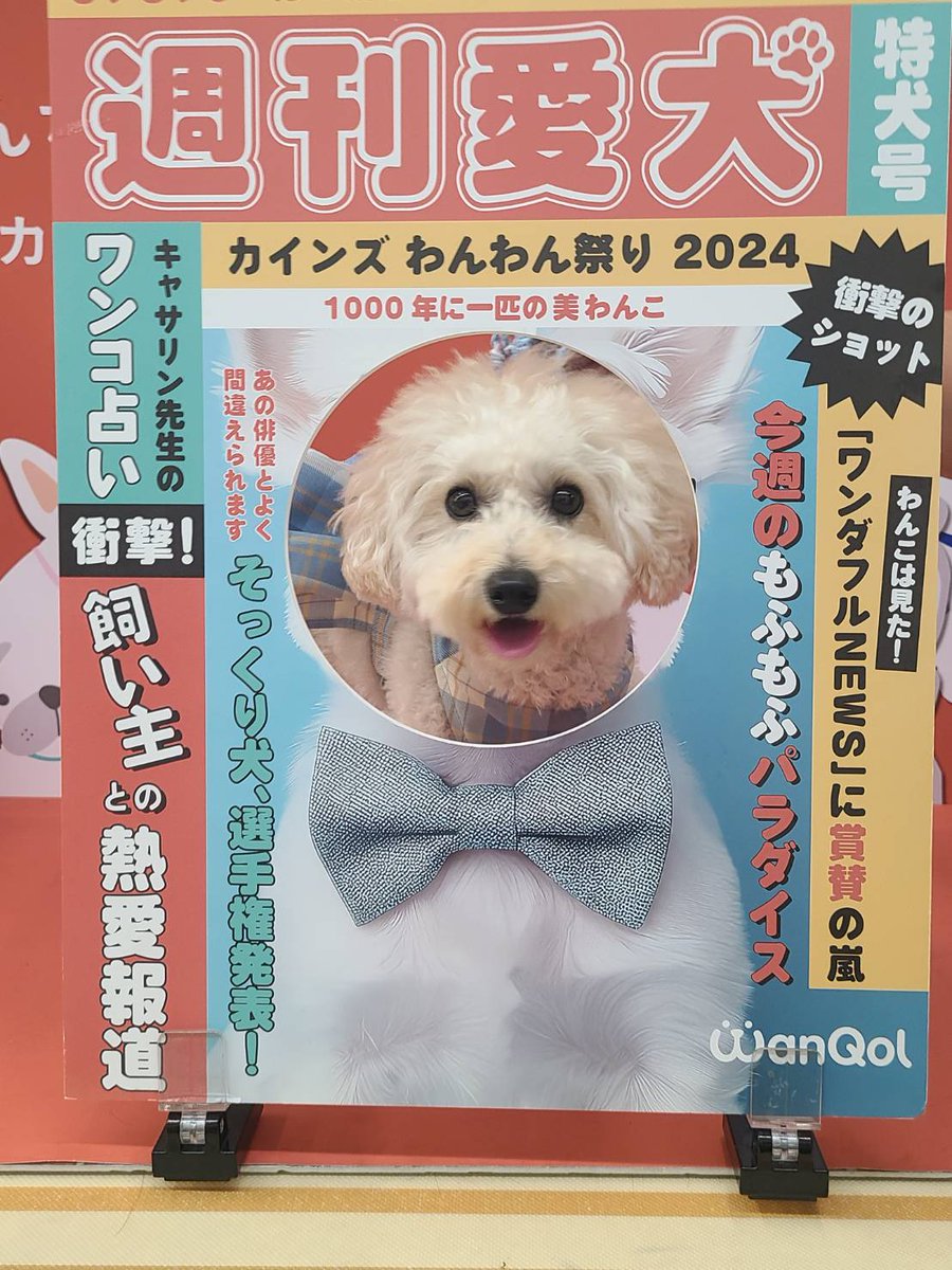 82toper's tweet photo. 可愛く撮れた🐩
#カインズわんわん祭り2024 https://t.co/pzaPkGvgPa