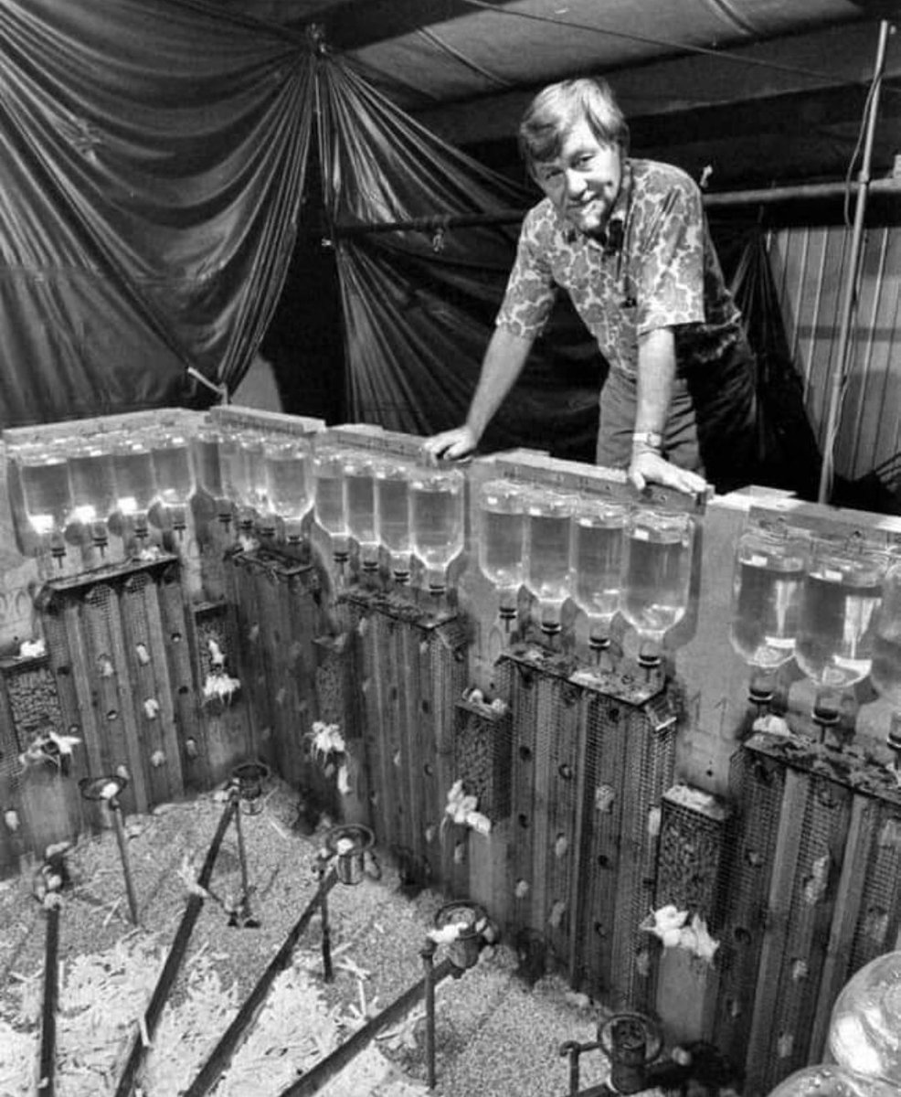 Frenkie_Woody's tweet image. L'esperimento "Universo 25".
 
Si tratta di uno degli esperimenti più terrificanti della storia della scienza, che, attraverso il comportamento di una colonia di topi, è un tentativo degli scienziati di spiegare le società umane. L'idea dell'"Universo 25" è venuta allo scienziato…