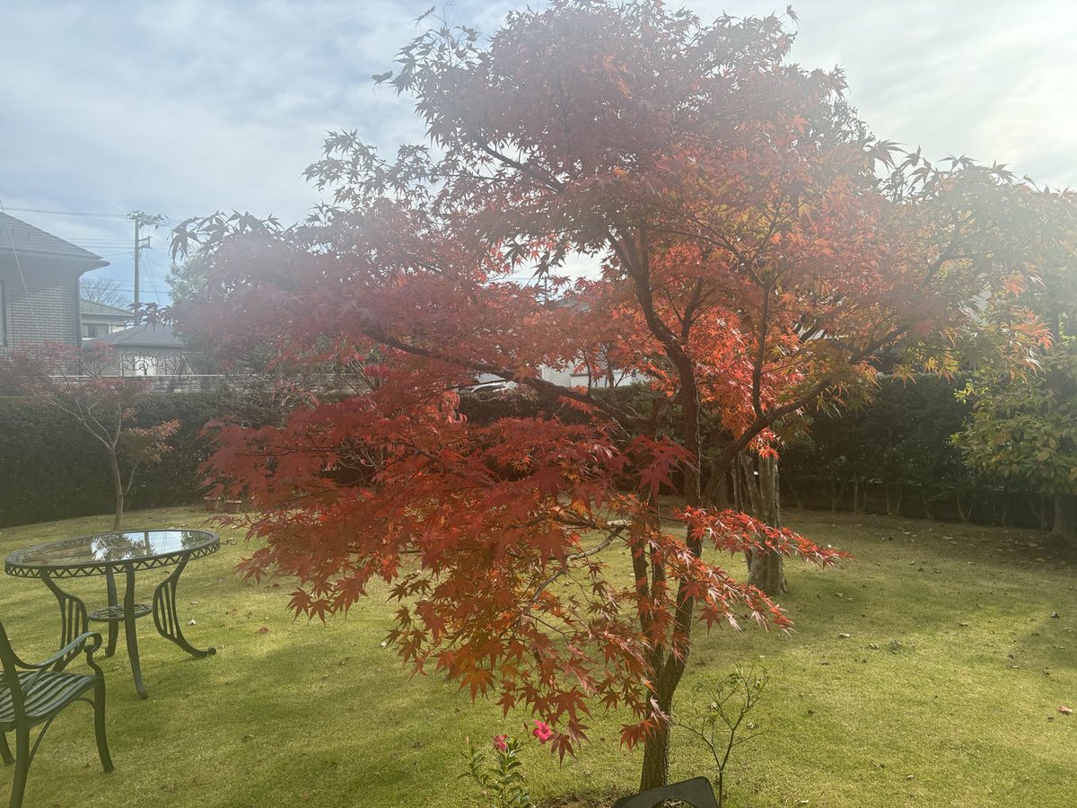 FISHCOMPANY42's tweet photo. 秋だわね
クリローズ春に終わったの
めっけて順調にきてる
新芽がふいて今冬楽しみ https://t.co/Vrys9o3z3F