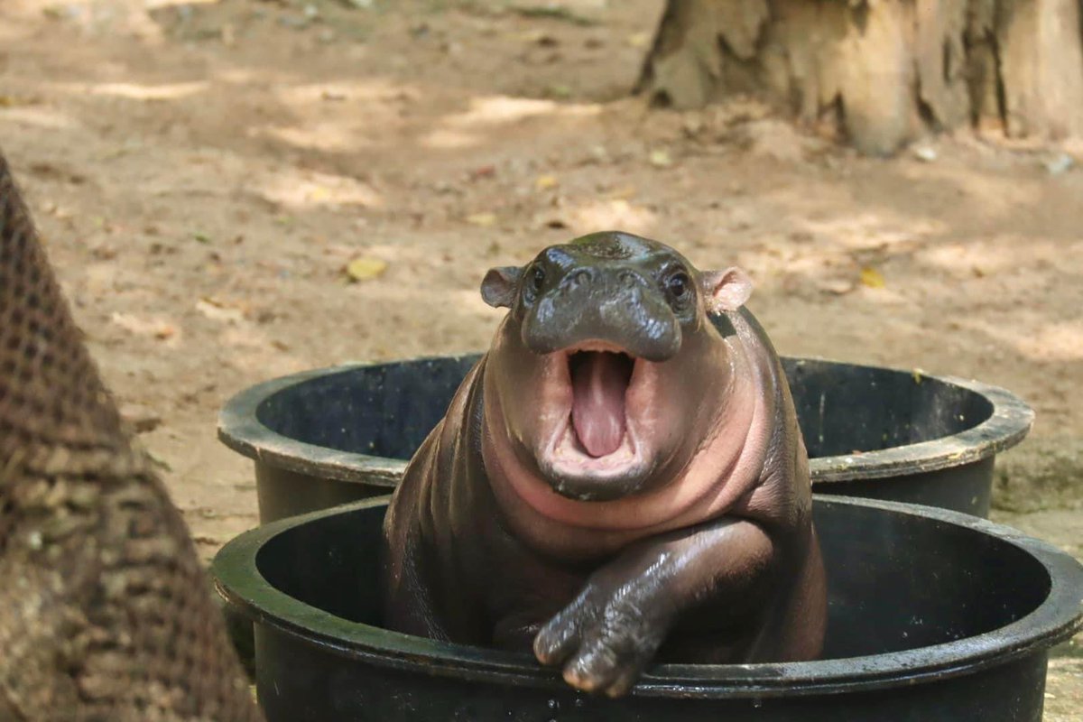 and_khamoo's tweet photo. ช่างภาพเพจผมเค้าฝีมือดีเหมือนกันนะ 🤣

#hippo #PygmyHippo #ขาหมูแอนด์เดอะแก๊ง #หมูเด้งจะเด้งกี่โมง #Moodeng #พี่ขาหมู #สวนสัตว์แปลกเขาเขียว https://t.co/8pmurjCAr2