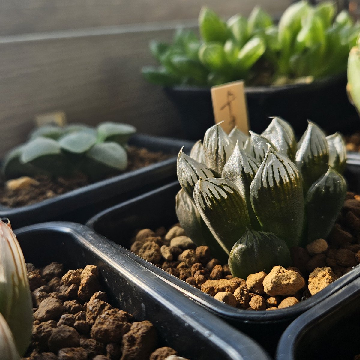 atplant11's tweet image. 햇빛 만세

#하월시아 #다육식물 #haworthia
#haworthialover #ハオルチア
#たにくしょくぶつ #多肉植物