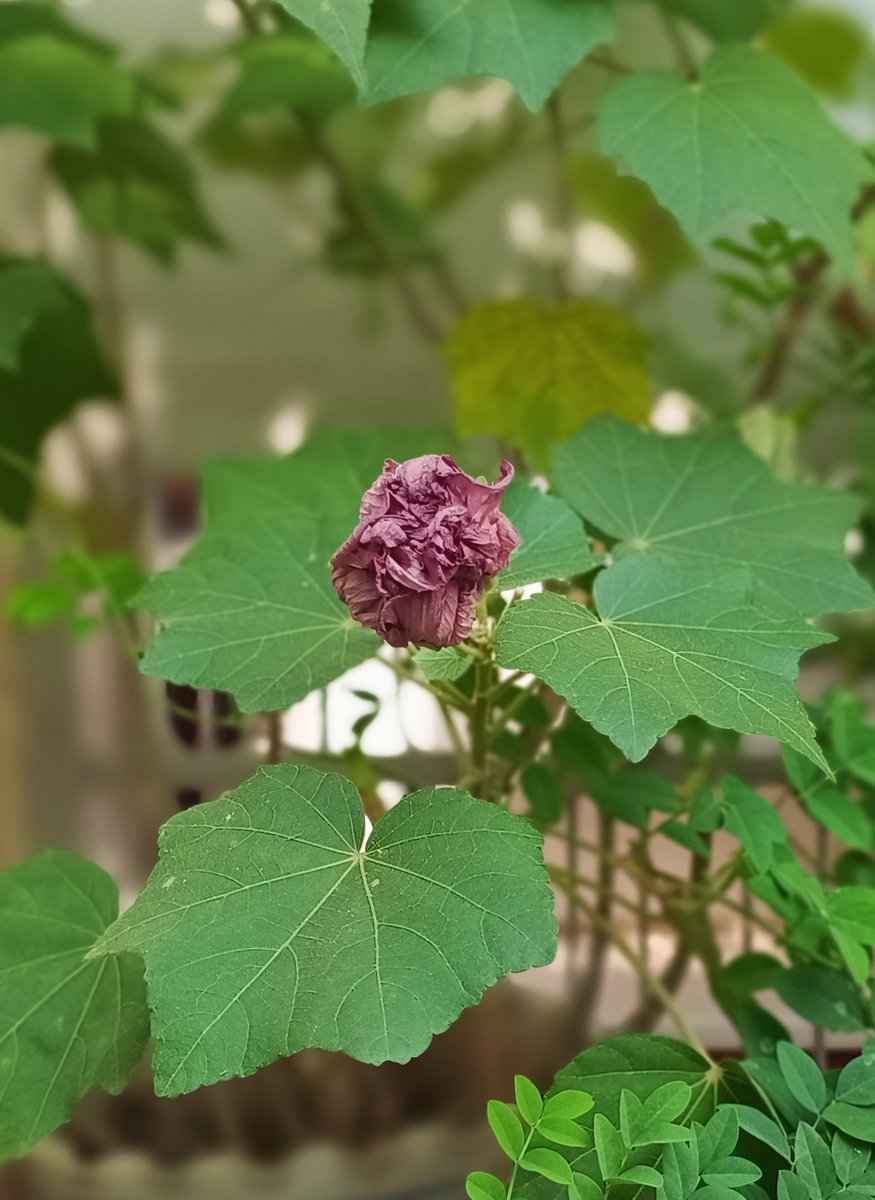 "Maybe there's a good reason we find their fleetingness so piercing, can scarcely look at a flower in bloom without thinking ahead, whether in hope or regret."
- The Botany of Desire by Michael Pollan